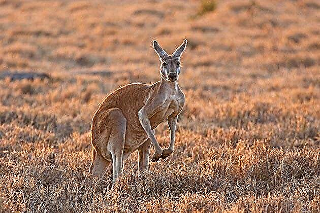 Kangaroo (Chilatini Masrorus)