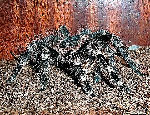 Genanthata Acanthoscurria