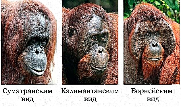 Orangutanlar