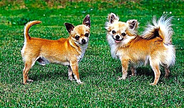Konbyen Chihuahuas ap viv