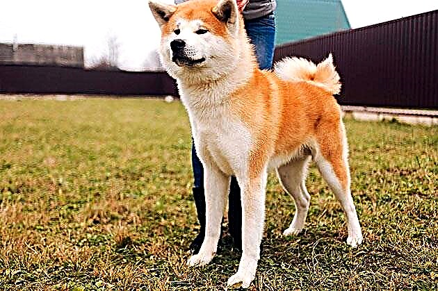 Hundarækt: Akita Inu