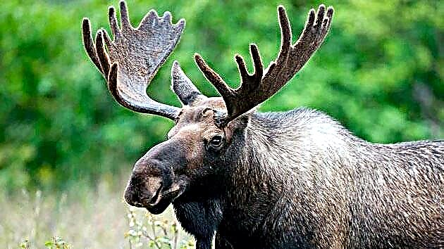 Elk o elk (lat. Alces alces)