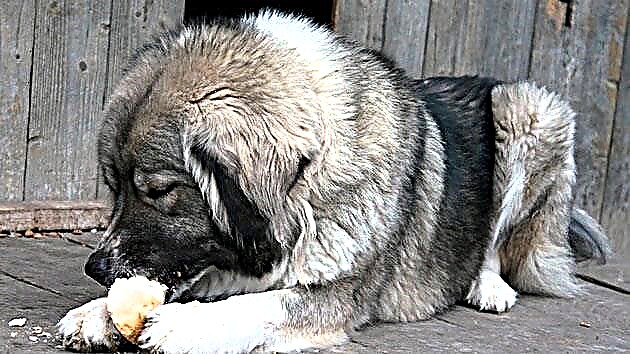 Cinsên kûçikan: pherivanê Kafkasyayê