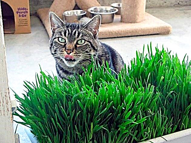 Зошто мачката треба трева