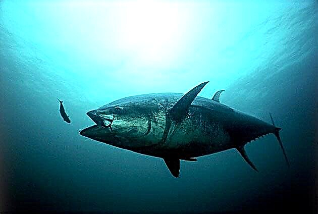 Tuna (Thunnus)