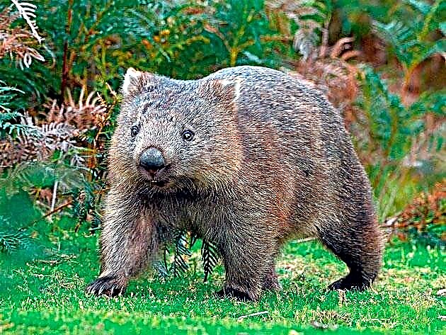 Wombats (Vombatidae)