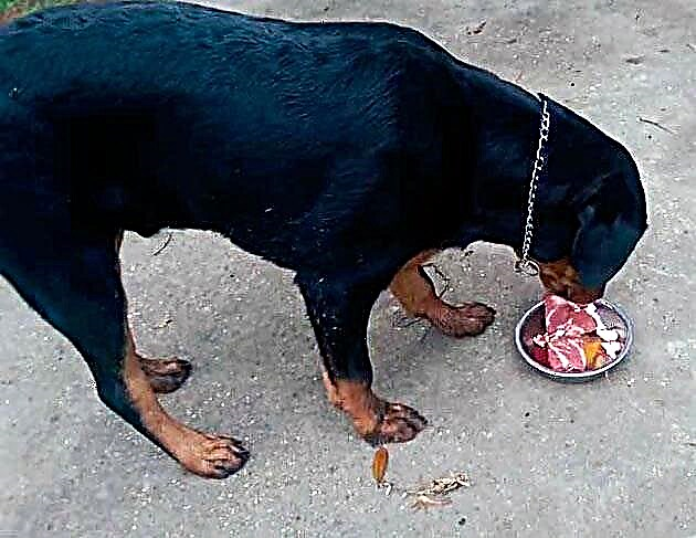 Ինչպես կերակրել Rottweiler- ին