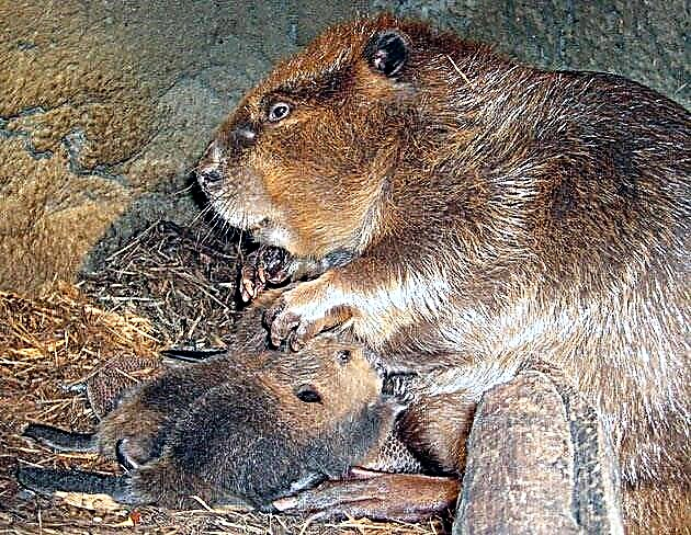 Beaver umume (serat Сastоr)