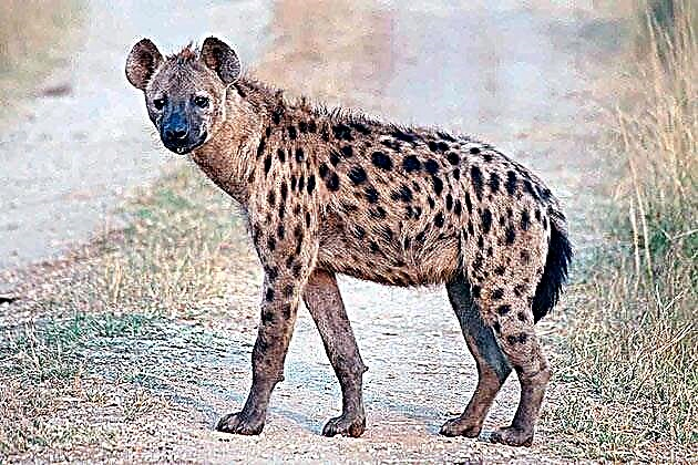 Nakita nga hyena