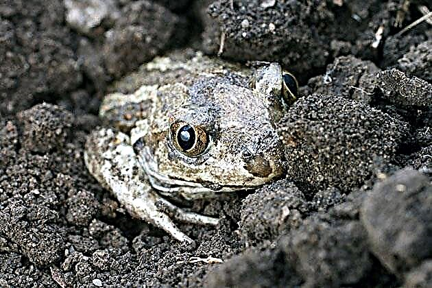 Earth toad