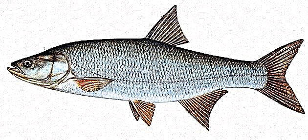 Fish Asp