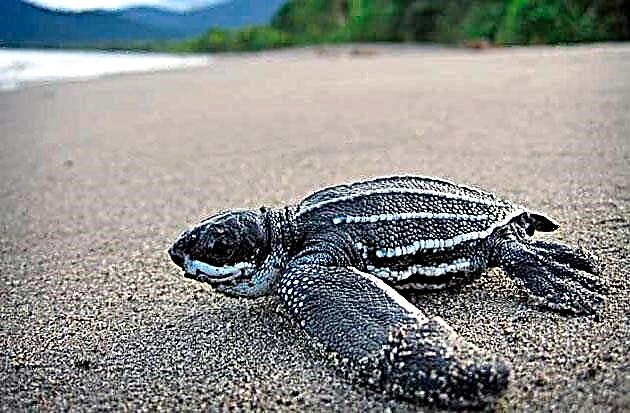 Leatherback Turtle tabi ikogun
