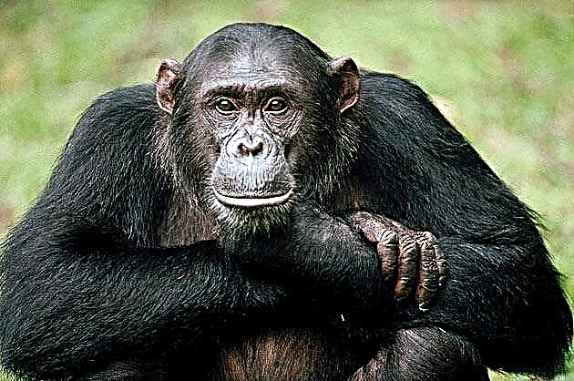 Chimpanzee monkey (Latin Pan)