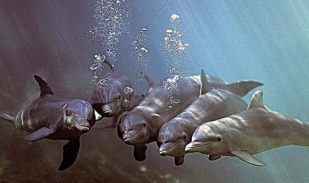 Niyə köpək balığı delfinlərdən qorxur - faktlar və miflər