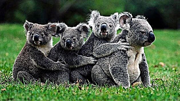 Koala (lat.Phascolarctos cinereus)