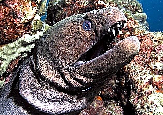 Moray eel (lat.Muraena)