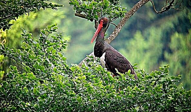 შავი stork (Ciconia nigra)