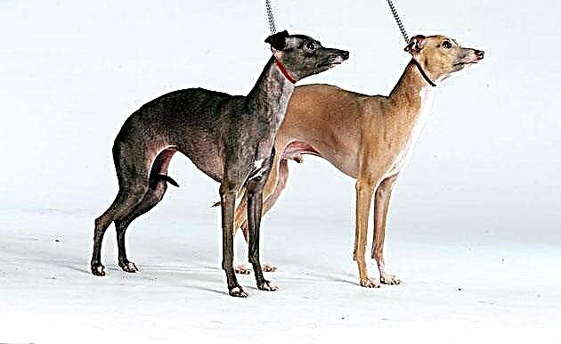 Greyhound Italia