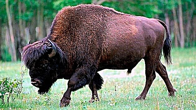 O le bison a Europa poʻo le European bison