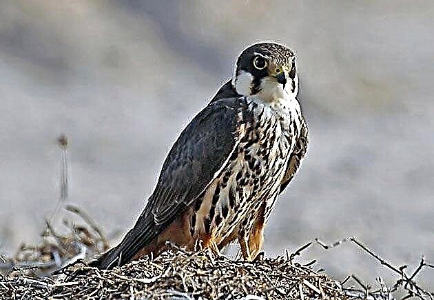 ʻO Hobby - falcon liʻiliʻi