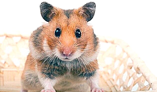 Pagpapanatili ng Syrian hamster