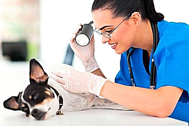 آئرن - ایک کتے میں subcutaneous ٹک