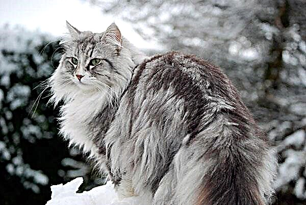 I-Norwegian Forest Cat
