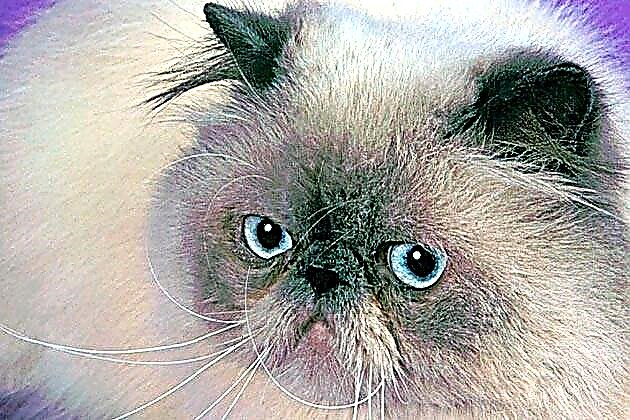 Raza de gatos con ollos azuis