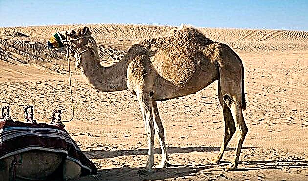 Bakit kailangan ng isang umbok ang isang kamelyo