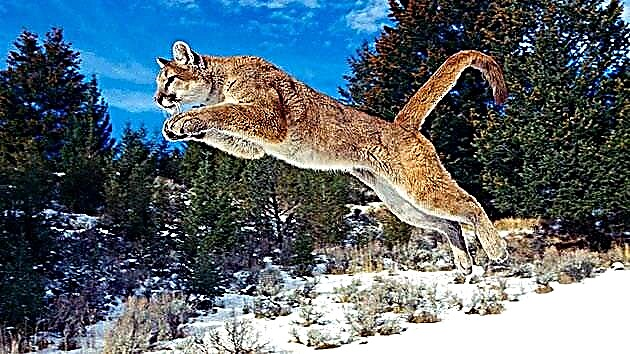 Puma (cougar kapena mkango wamapiri)
