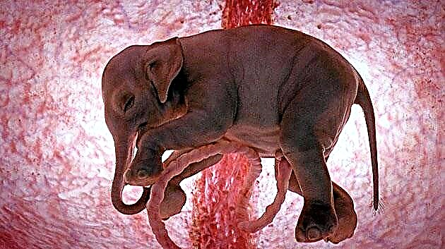 Embarazo de elefante