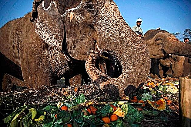فیل ها چه می خورند