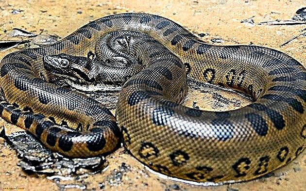 Koliko zmija živi