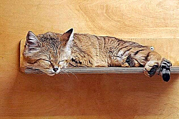 ქვიშის კატა (ფელის მარგარიტა)
