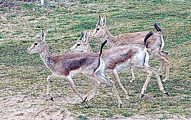 Jeyran antelope