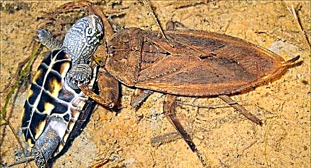 Escorpión de auga (Nepidae)
