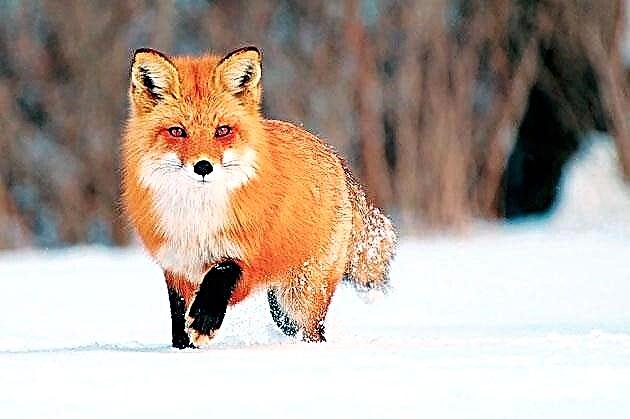 Kasagaran nga fox