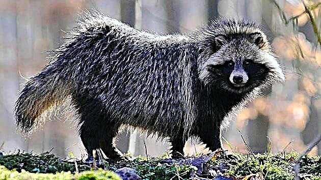 Raccoon txakurra edo Ussuri maputxoa
