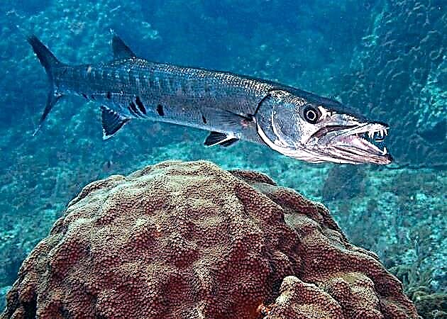 Barracuda - pike o le sami
