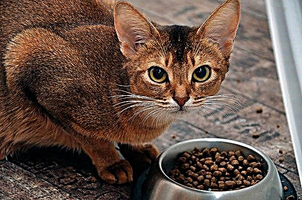 Abyssinian chat