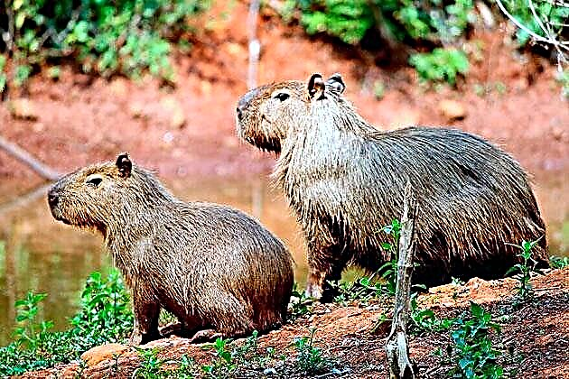 Capybara - mochyn dŵr