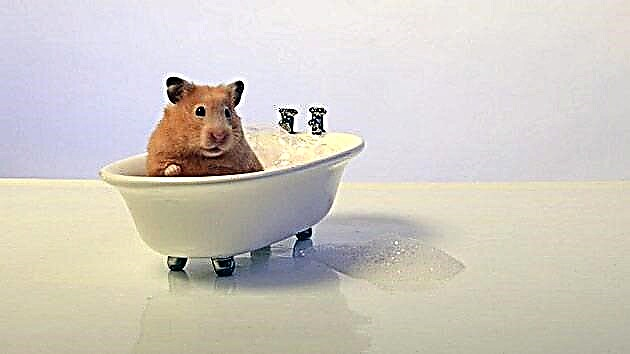آیا می توانم یک همستر را استحمام کنم؟