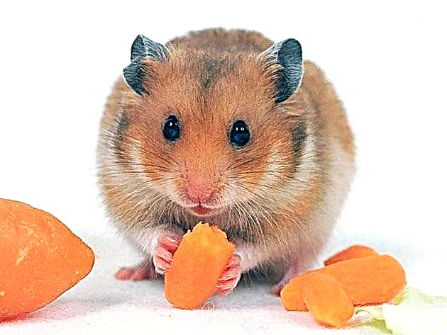 Syrian hamster (Mesosricetus auratus)