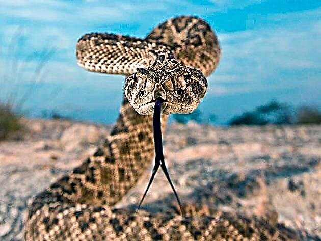 Rattlesnake, kapa rattlesnake