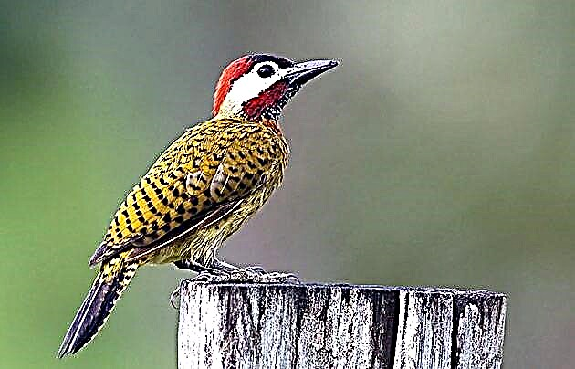 Ntsuab woodpecker (lat.Picus viridis)