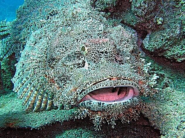 Verrucula eminet, sive stonefish
