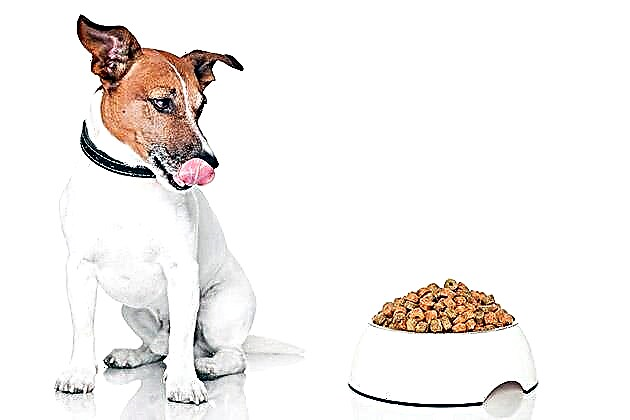 Нохой хоолоо хатааж чадах уу?