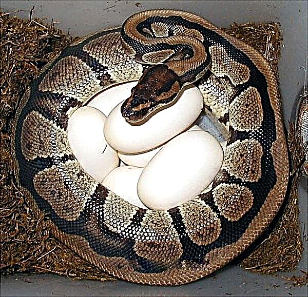 Errege python (Python regius)