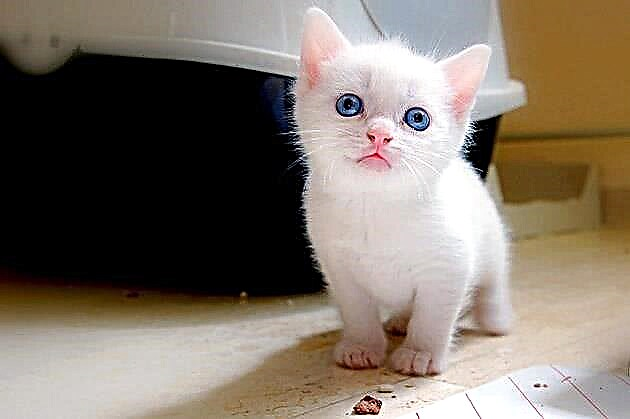 نحوه نامگذاری یک بچه گربه سفید