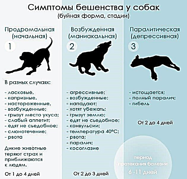ခွေးတစ်ကောင်ရှိခွေးရူးပြန်ရောဂါ